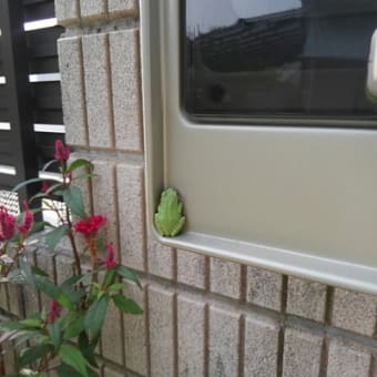 角のカエルとケイトウ