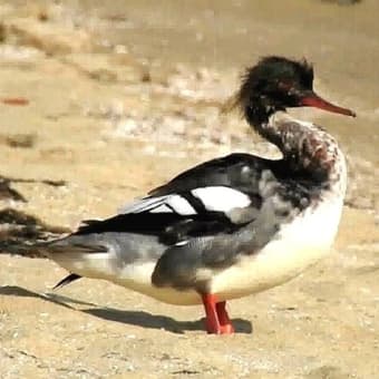 2016 12 07 陸に上がったウミアイサ