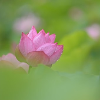 極楽浄土に咲く