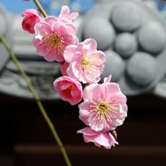 菅原神社　梅　その２