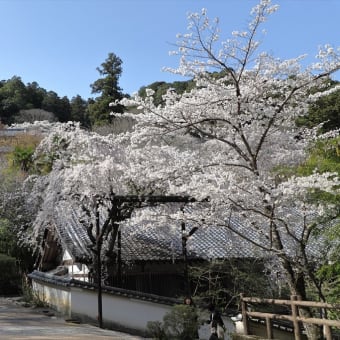 姉と奈良桜巡り 4/4 又兵衛桜～長谷寺