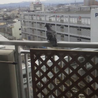 「はと」が・・・