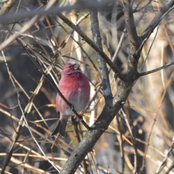 野鳥シリーズ　１