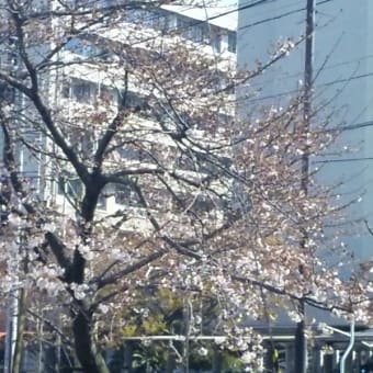 ２０１１年の桜