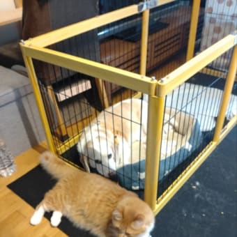 オムツ脱ぎ捨てる元気あり。