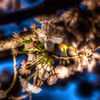 HDR ＠ cherry blossom burning spring: 3