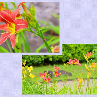 アジサイ､花菖蒲､スイレンが見頃　　奈良県営　馬見丘陵公園  