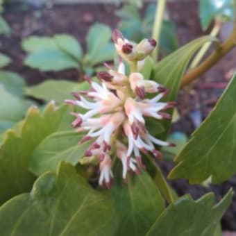 ３月の花①（自宅）
