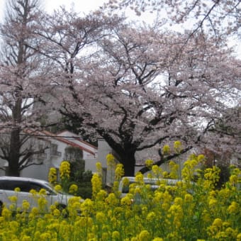 桜並木