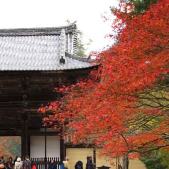 京都　高雄の紅葉　2018