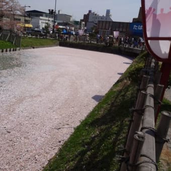 弘前公園の桜（その１）