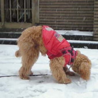 雪が降る～