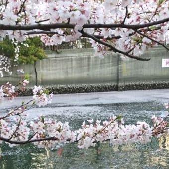 野毛山動物園と大岡川の桜