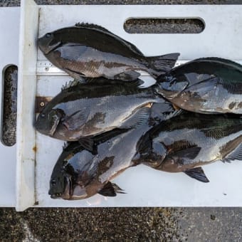 南伊豆 下流 今日の釣果