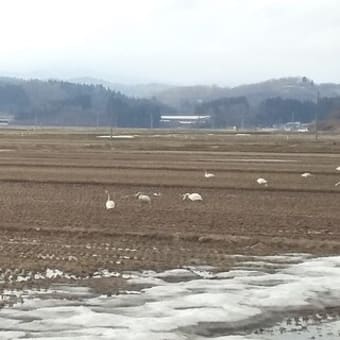 こんなに暖かいのに白鳥の群れ？（戸沢村神田の田んぼにて2022年4月）