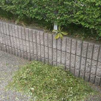 生垣（ドウダンツツジ）の剪定