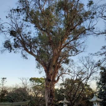 【レア木】超巨大！！　ユーカリの木があった！！　呉市音戸町　瀬戸八幡神社に発見🎄