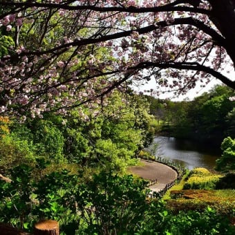 八重桜咲く青葉の森公園