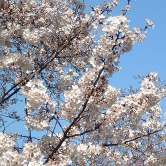 赤塚公園の桜も見頃です。