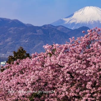 河津桜と富士 2019