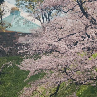 No.5829  日本武道館と桜