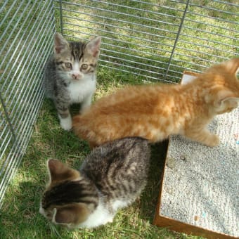 松山庭園美術館・猫ねこ展覧会開催中