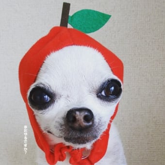 ちわフルーツちゃん。