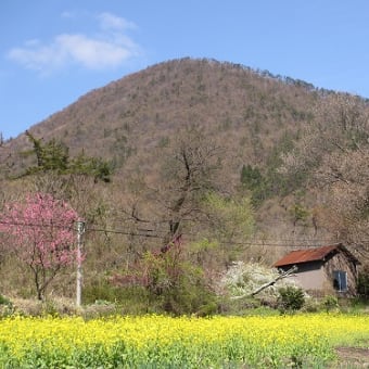 三瓶山に春が来ました