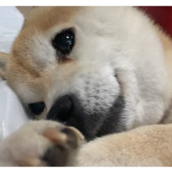 花より団子⁉️食欲の春⁉️