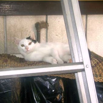 「猫とりこ　毎日スター　入れ替わり」　　　キャット川柳