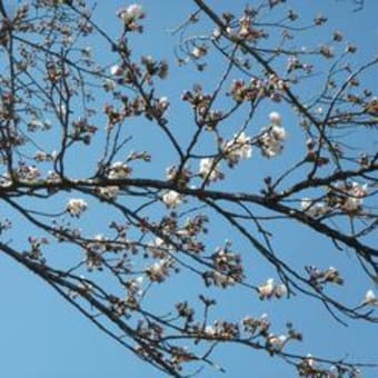 開花宣言！