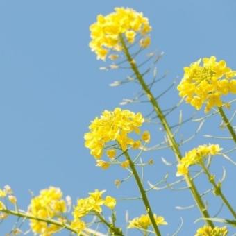 菜の花や肌まだ白き腕めくり