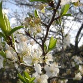 ルンビニーの花園