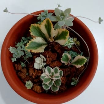 外は雪です☆おうちでセダムの植え替え