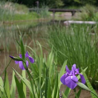 万博公園ぶらり