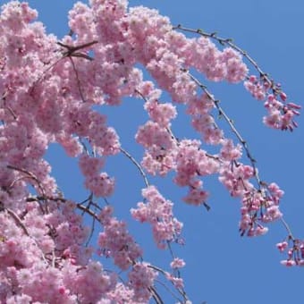 しだれ桜って。