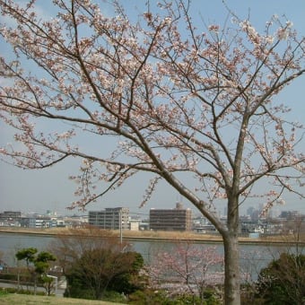 江戸川区なぎさ公園の桜（３／２８撮影）