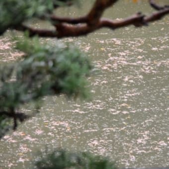 雨で散った桜の花筏。浅野川。