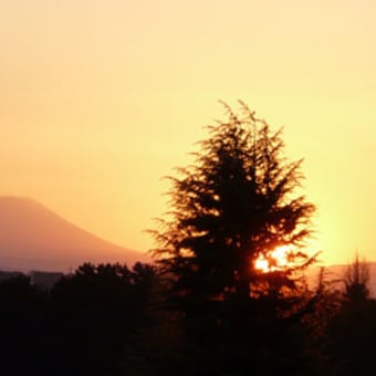 今年最後のサクラソウ自生地と富士山の夕景
