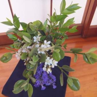 庭に咲いた花