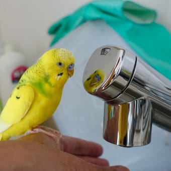 【3445】ゴクゴク飲んでもガブ飲みとは此れ如何に🦜（動画）