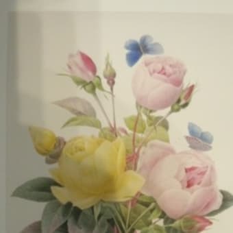 「ルドゥーテのバラ図譜」展