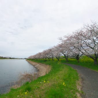 桜サイクリング後編・利根川から権現堂桜堤