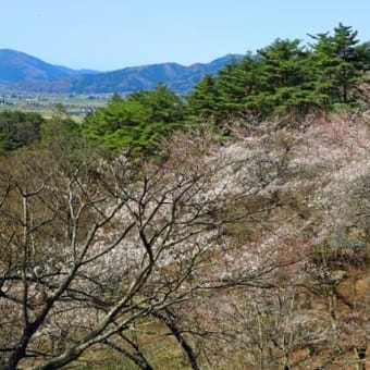 福泉寺の桜　2025　壱