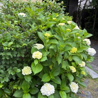 季節は紫陽花