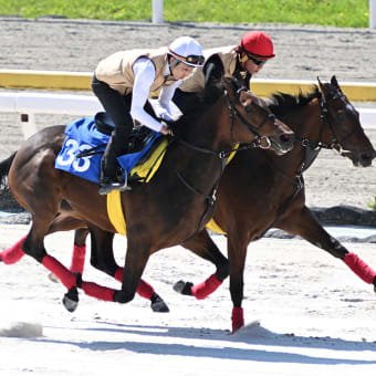 公益社団法人 日本馬術連盟 《Japan Equestrian Federation