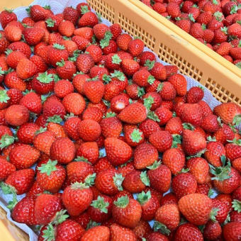 ブラジル「さくらブルボン」と完熟いちごジャム