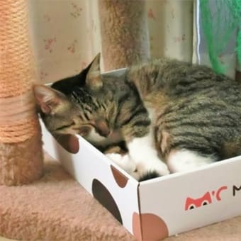 箱入り猫