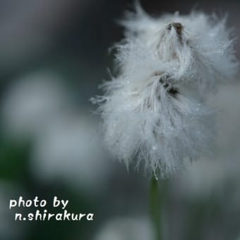 朝化粧