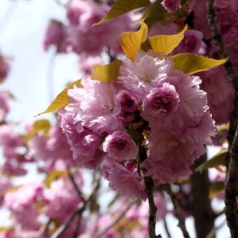 #8991 八重桜🌸